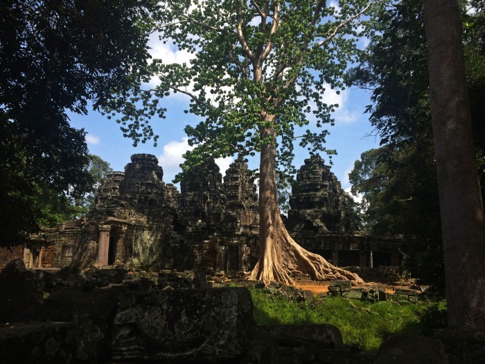 Banteay Kdei Angkor Temple Tree