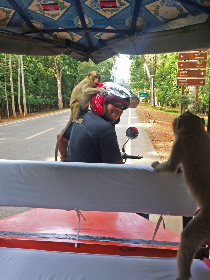 monkeys sitting on a motorcycle