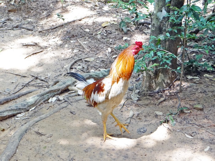 Or a vicious jungle rooster. 