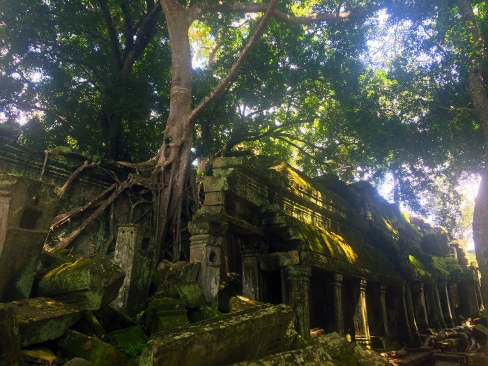 ta-prohm-angkor-temple-tree-temple