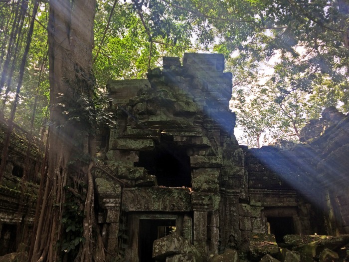 ta prohm angkor tree temple